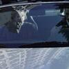 couple_car5