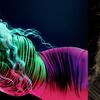 247_collage_claudia_6_web